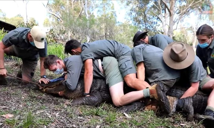 Kanye the alligator is approximately 4 meters long and weighs nearly 400 kg