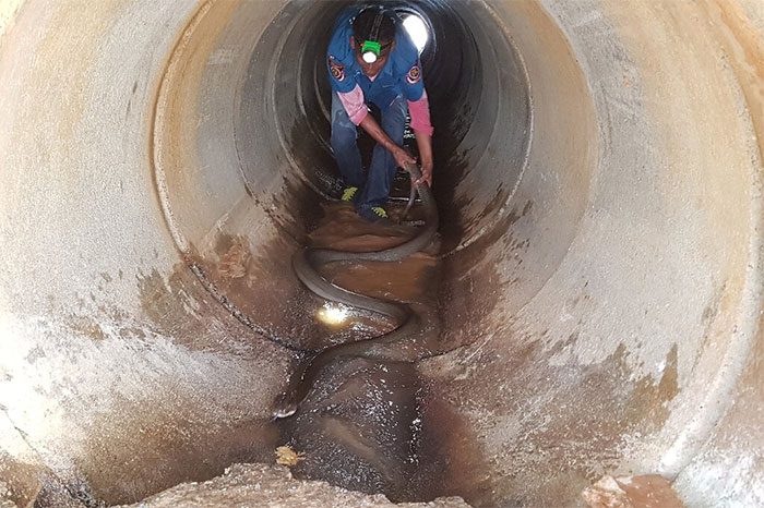Catching a giant king cobra in a drainage pipe in Thailand.