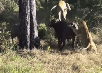 battle for 5 hours against the wild boar solo defeat 2 lions 116663
