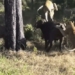 battle for 5 hours against the wild boar solo defeat 2 lions 116663