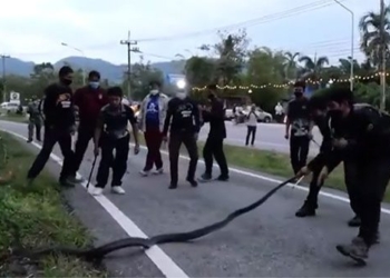 beaten by a snake lizard has no power to resist snake 117773