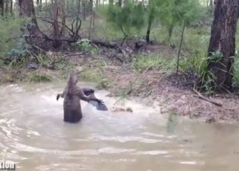 being pursued by a pocket mouse rare sighting that startled the wild dog 117294