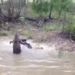 being pursued by a pocket mouse rare sighting that startled the wild dog 117294