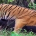 big forest video from battlefield to fight for survival and thrilling conclusion 115713