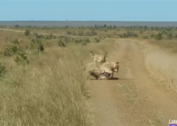 big worm is more natural than playing with the ball naturally affected by the couple of chua te nup lum 117681