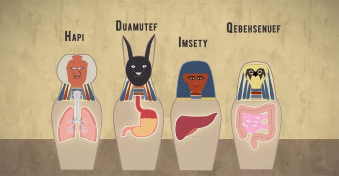 The liver, lungs, stomach, and intestines of the mummy are preserved in four large jars containing natron.