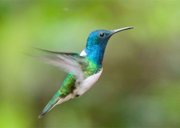 bird chooses to give up gender to avoid being attacked by male 116501