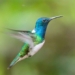 bird chooses to give up gender to avoid being attacked by male 116501