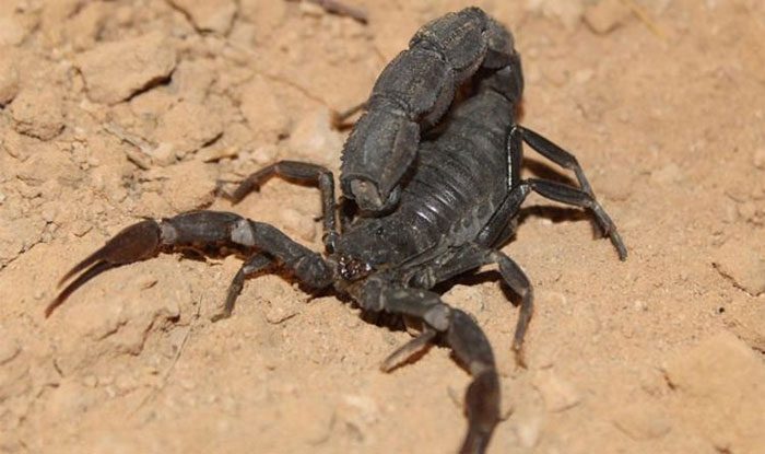 Venomous Scorpions