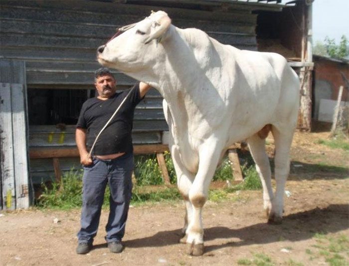 Chianina cattle can tower over an adult human and weigh up to 1.7 tons.