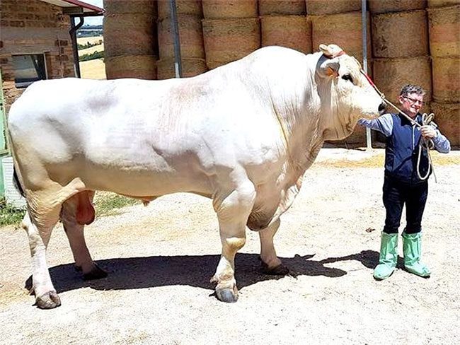Chianina cattle are the oldest livestock breed on Earth