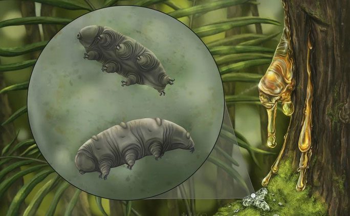 Ancient water bear
