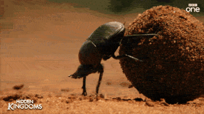 A dung beetle pushing a round dung ball