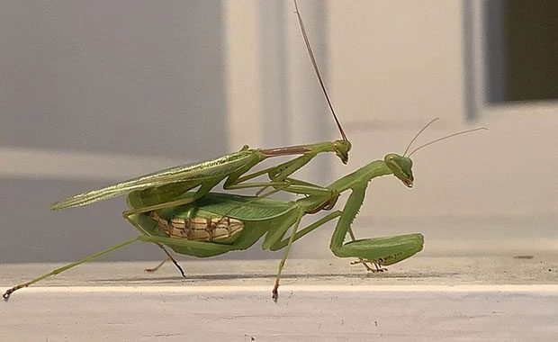 About 13-28% of male mantises are eaten during mating in the wild.