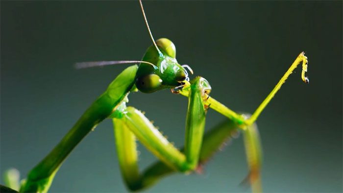 Male mantises are usually much smaller than females.