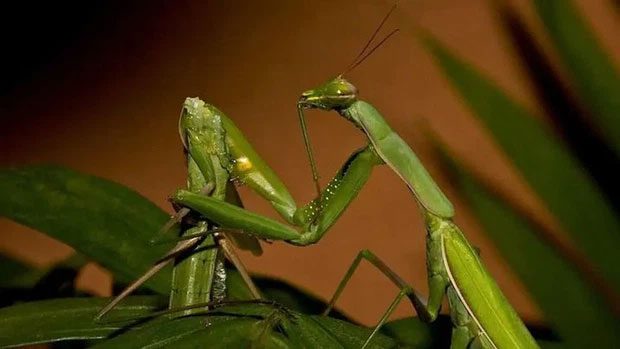 The sexual cannibalism behavior of mantises may be the most famous.
