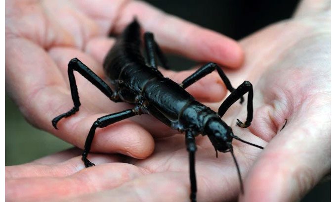 Lord Howe Island stick insect.