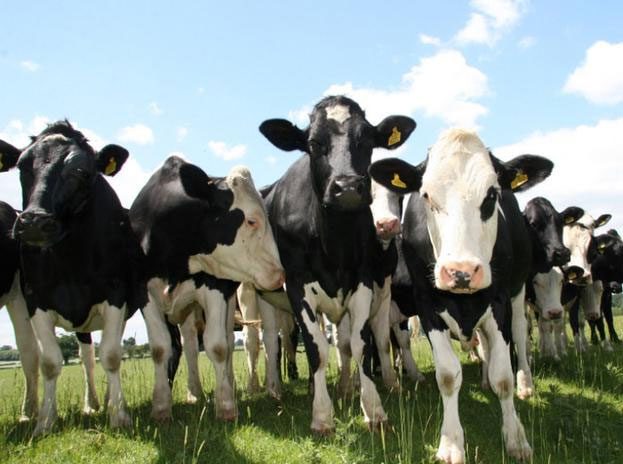 Dairy Cows