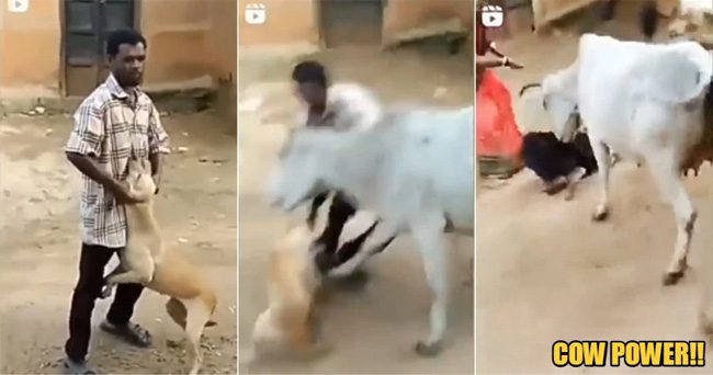 The cow rushes in to rescue the dog and attacks the man.