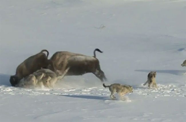 Musk ox charges at a young one, helping the wolves have an easy meal.