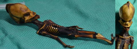 Close-up of the skeleton that sparked much speculation.