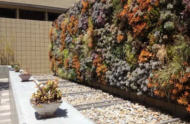 Illustration of a "living wall".