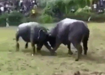 buffalo play understanding war just in time has been replaced by enemy hitting dead 117851