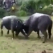 buffalo play understanding war just in time has been replaced by enemy hitting dead 117851