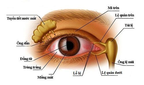 Structure of the Eye