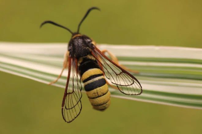 buom dem Sesia apiformis 1