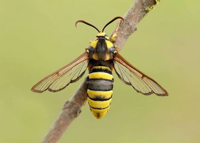 buom dem Sesia apiformis 2