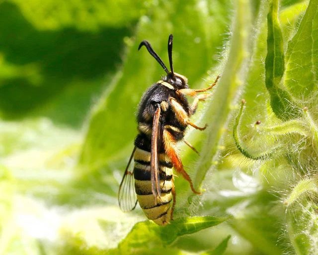 buom dem Sesia apiformis 3