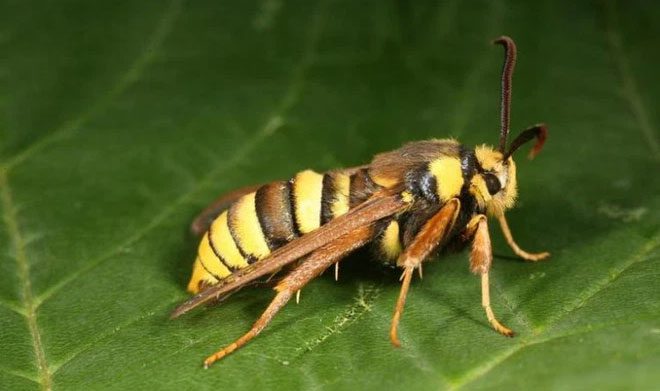 buom dem Sesia apiformis