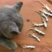 buy cat to catch mice adorably while the hunting animal is caught after 1 night making the owner almost faint 117255