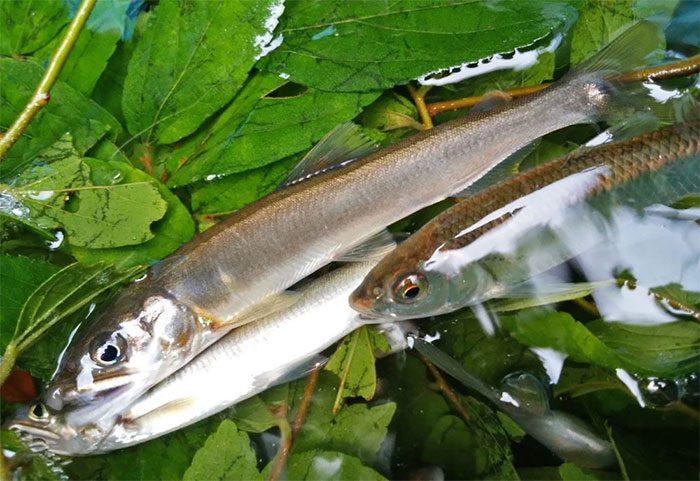 Ayu Fish