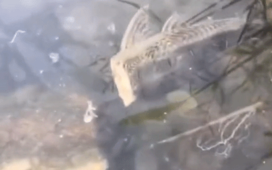 Headless plecostomus