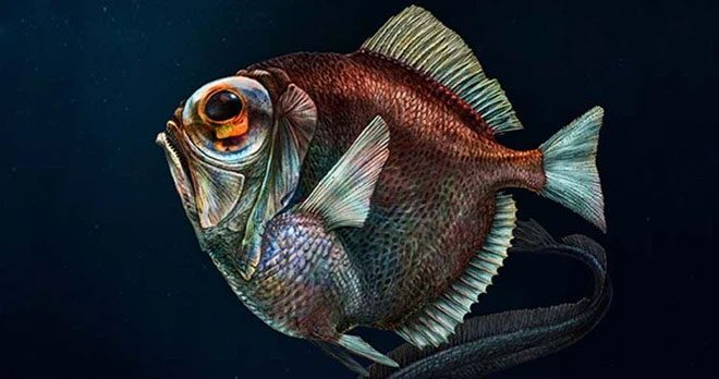 Deep-sea Fish