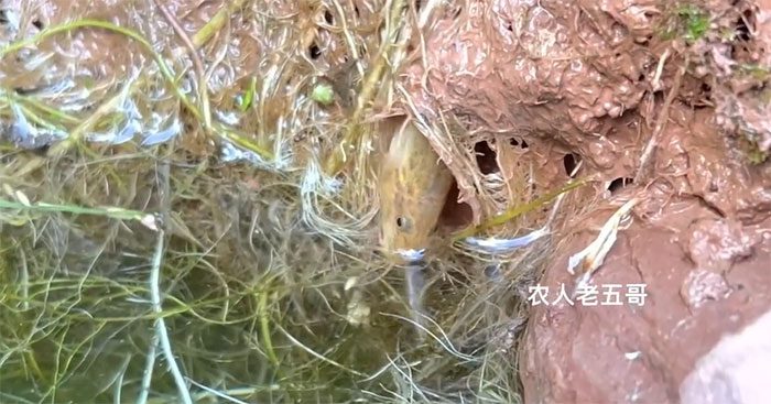 The mudskipper was immediately eaten by a snakehead fish!