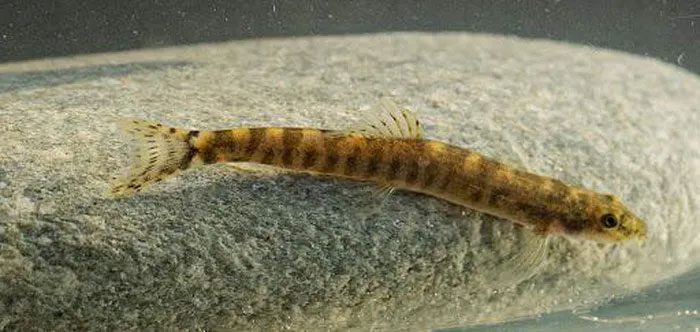 The new population of the Batman River loach appears stable.