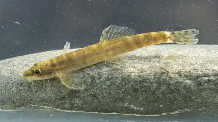 The last sighting of this small freshwater fish was in 1974.