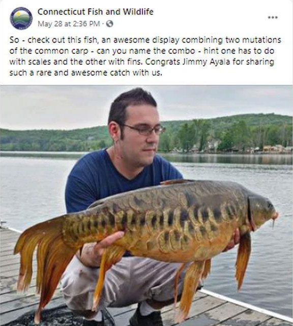 Jimmy Ayala in Connecticut, USA caught a mutated carp.