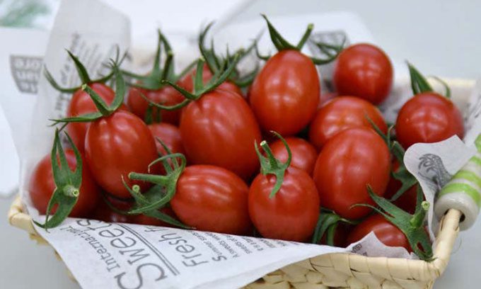 CRISPR gene-edited tomatoes sold in Japan.