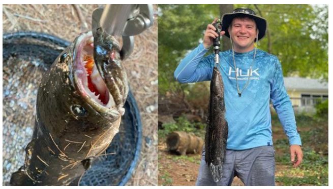 Northern Snakehead