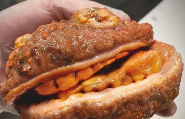 This creature has teeth and looks like a hamburger.
