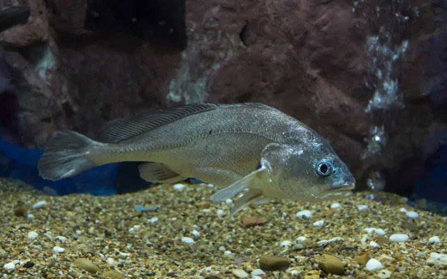 Croaker