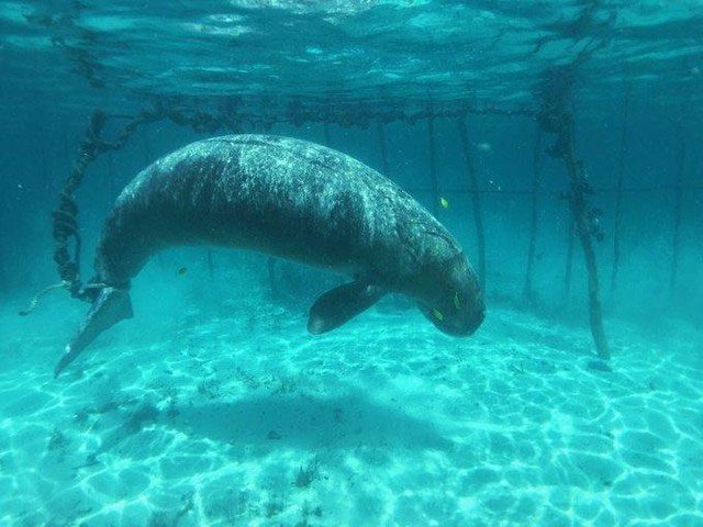 Two giant dugongs trapped in a steel cage on the ocean floor.