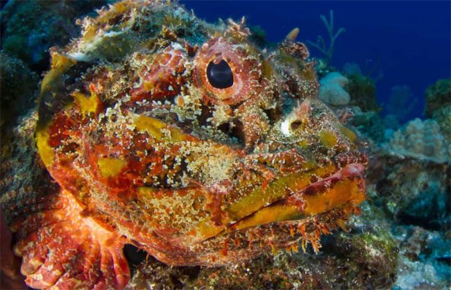 Stonefish