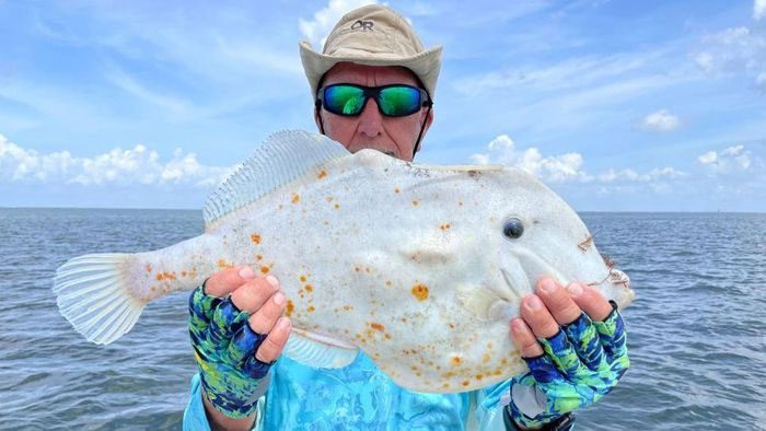 Orange triggerfish found in Tampa Bay, Florida, USA.