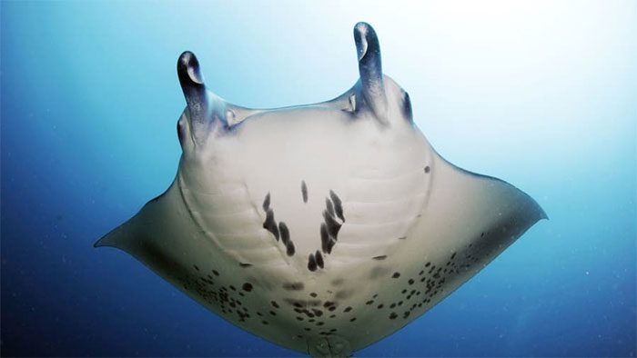 Manta rays