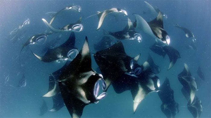 Manta rays have various spot patterns.